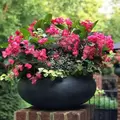 BloomBoost 20-20-20 Water Soluble Fertilizer