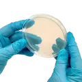 North Spore - EC - Pre-Poured Sterile Agar Plates - 10 CT