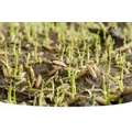 Lesco Starter Fertilizer 18-24-12 with NOS