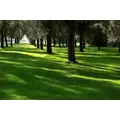 Lesco Sun & Shade Park Grass Seed