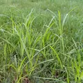 Sedgehammer Plus Weed Control