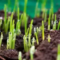 Starter Fertilizer 15-20-10 Plus Iron