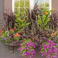 BloomBoost 20-20-20 Water Soluble Fertilizer