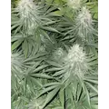 White Widow - Platinum Seeds
