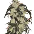 Wedding Cake Autoflower - Platinum Seeds