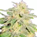 Jack Herer Autoflower - Platinum Seeds