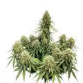 G13 Autoflower - Platinum Seeds