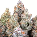 Blue Dream - Platinum Seeds