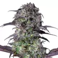 Blueberry Autoflower - Platinum Seeds
