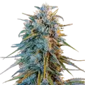 Blue Dream Autoflower - Platinum Seeds
