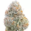 White Rhino - Platinum Seeds