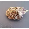 Mendocino Purple Kush - Platinum Seeds