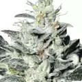 Strawberry Haze F1 Auto - Platinum Seeds