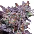 Blackberry Moonrocks Auto - Platinum Seeds