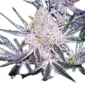 Purple Sunset Autoflower - Platinum Seeds