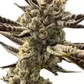 Bruce Banner Autoflower - Platinum Seeds