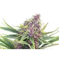 Purple Kush Autoflower - Platinum Seeds