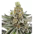 Peanut Butter Breath - Platinum Seeds