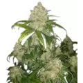 Zkittlez - Platinum Seeds
