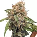 Alaskan Thunder Fuck - Platinum Seeds