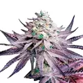 White Truffle - Platinum Seeds
