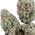 Gorilla Glue #4 Autoflower - Platinum Seeds