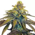 5 Alive - Platinum Seeds
