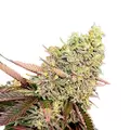 Runtz Autoflower - Platinum Seeds