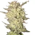 Fat Bastard Auto - Platinum Seeds