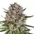 Lemon Haze F1 Auto - Platinum Seeds