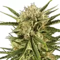 Durban Poison Autoflower - Platinum Seeds