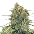Sour Diesel Autoflower - Platinum Seeds