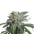 Strawberry Banana - Platinum Seeds