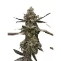 Gush Mints - Platinum Seeds