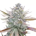 Wedding Cake - Platinum Seeds