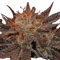 Betty White - Platinum Seeds