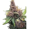 Purple Urkle - Platinum Seeds