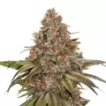 Blackberry Auto - Platinum Seeds