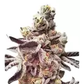 Purple Cookies - Platinum Seeds