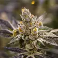 Do-Si-Dos - Platinum Seeds
