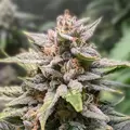 Fat Bastard - Platinum Seeds