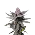 Forbidden Fruit - Platinum Seeds