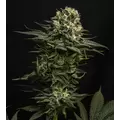 GMO - Platinum Seeds