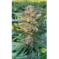 Gelato - Platinum Seeds