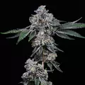Georgia Pie - Platinum Seeds