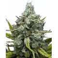 London Pound Cake - Platinum Seeds