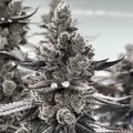 Moonshine Cookies - Platinum Seeds