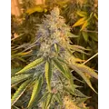 Motor Breath - Platinum Seeds