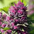Rainbow Kush - Platinum Seeds