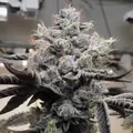 Triangle Kush - Platinum Seeds